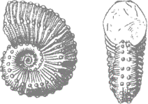 coll_stud_gerasimov_image9.gif (8844 bytes)